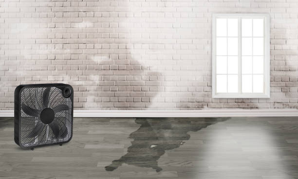 Best Basement water damage restoration  in Penryn, CA